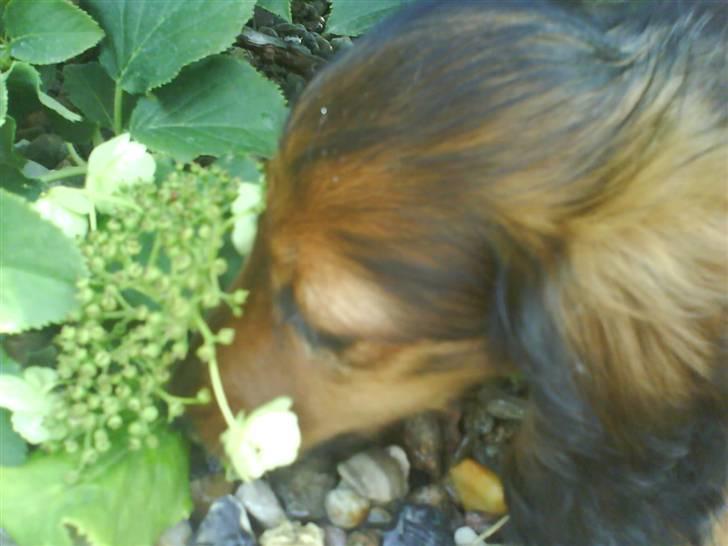 Miniature gravhund Amanda billede 3