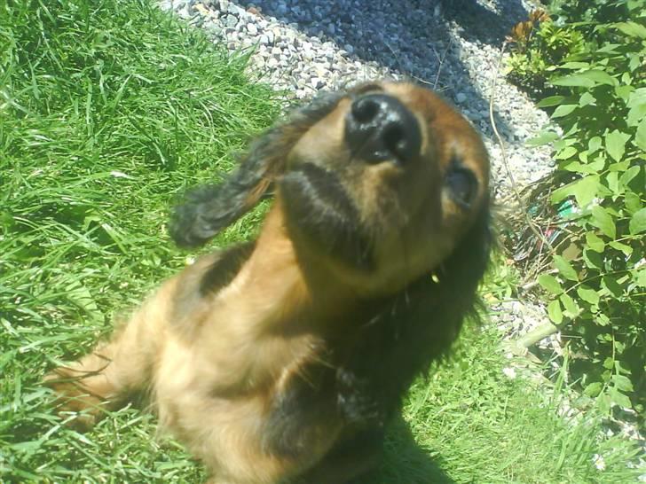 Miniature gravhund Amanda billede 4