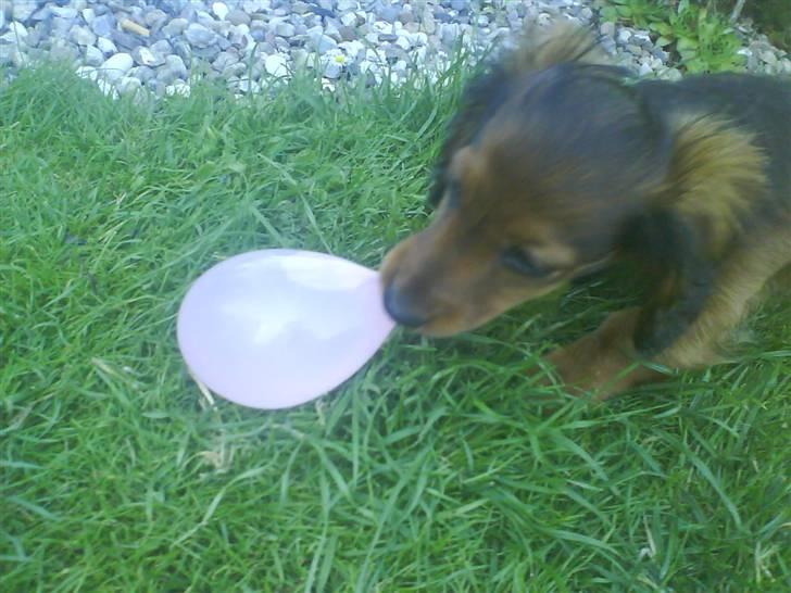 Miniature gravhund Amanda - Vandballoner er bare lige sagen... billede 5