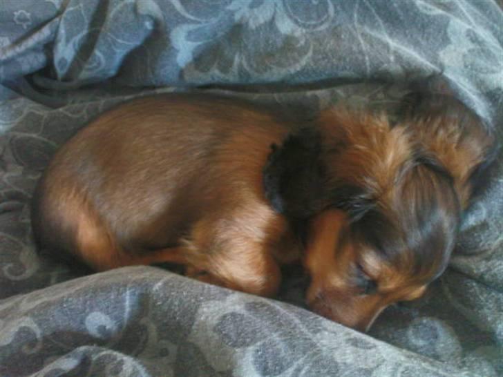 Miniature gravhund Amanda - jeg elsker at putte... billede 6