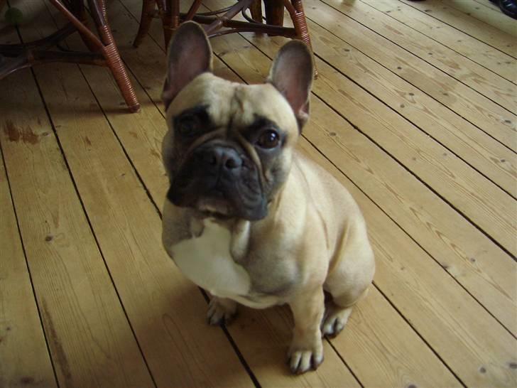 Fransk bulldog Pumba - ja ja, skal nok sidde pænt! billede 14