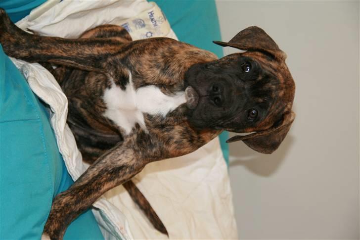 Blanding af racer Baloo billede 1