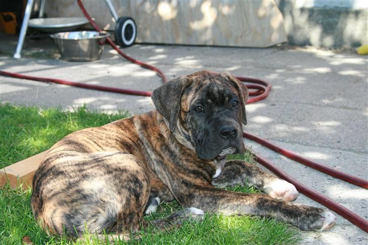 Blanding af racer Baloo billede 2