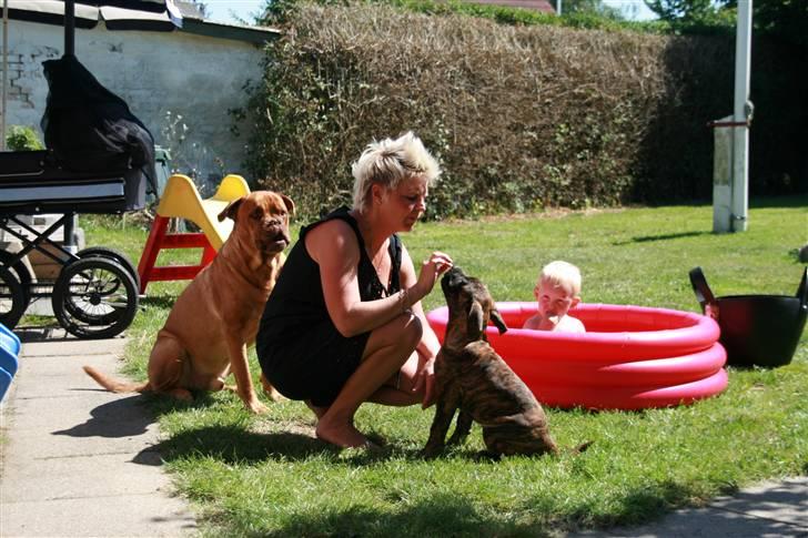 Blanding af racer Baloo billede 3