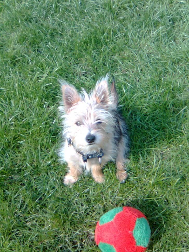 Blanding af racer Freddy - Freddy... 13.9.08 billede 3