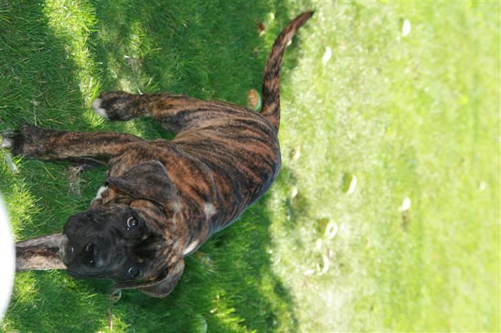 Blanding af racer Baloo billede 4