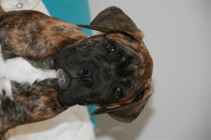 Blanding af racer Baloo billede 5