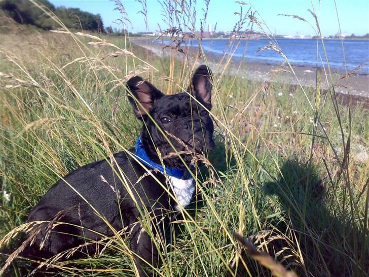 Fransk bulldog Ozzy - Ozzy skuer ud over Limfjorden billede 6