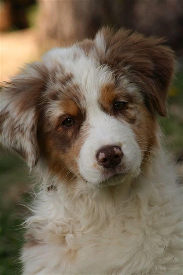 Australian shepherd Chika billede 1