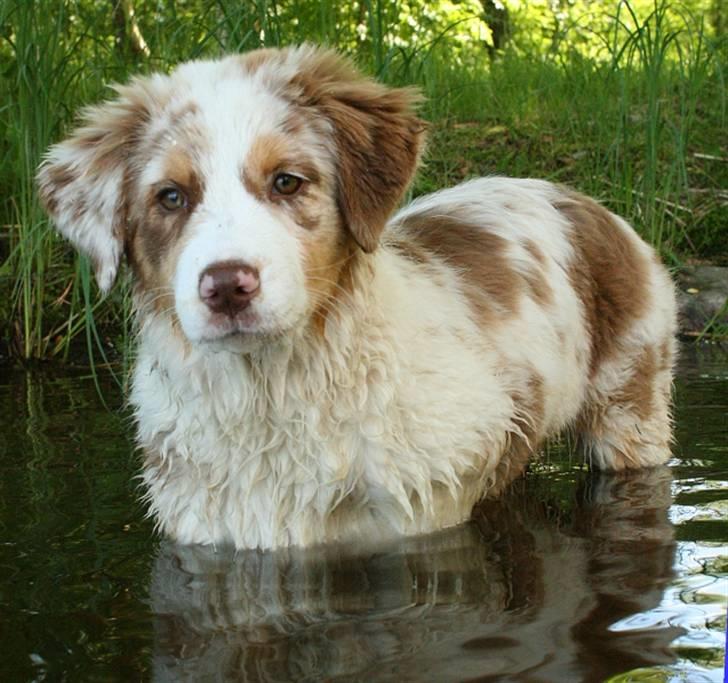 Australian shepherd Chika billede 2