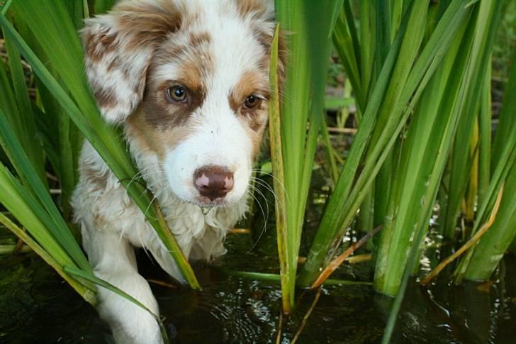 Australian shepherd Chika billede 3