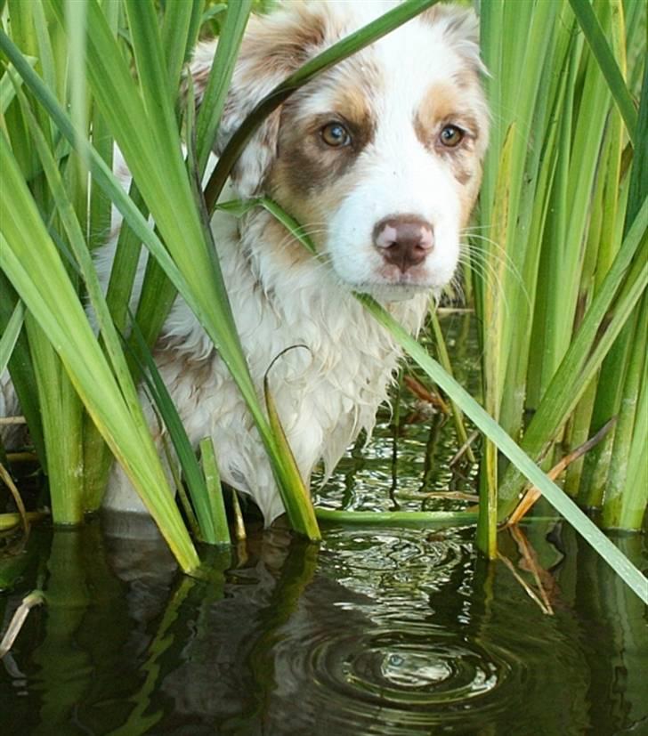 Australian shepherd Chika billede 4