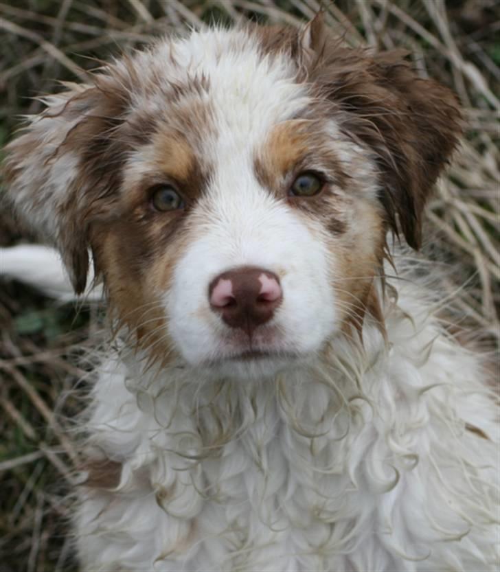 Australian shepherd Chika billede 5