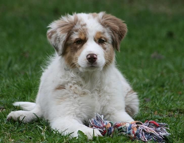 Australian shepherd Chika billede 6