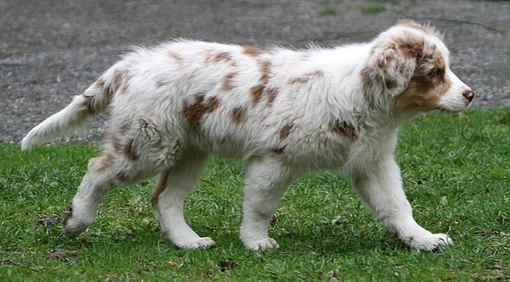 Australian shepherd Chika billede 7