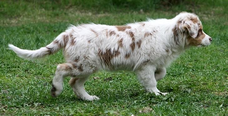 Australian shepherd Chika billede 8