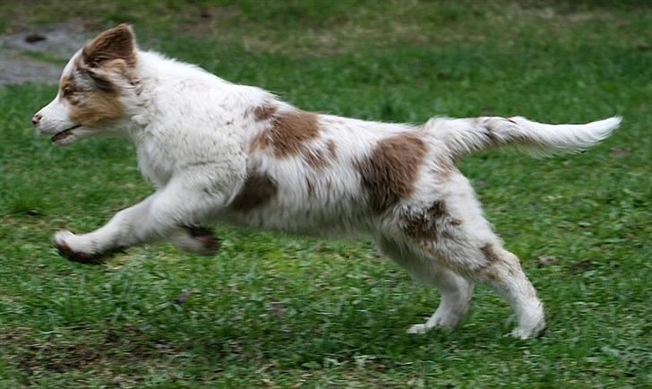 Australian shepherd Chika billede 9