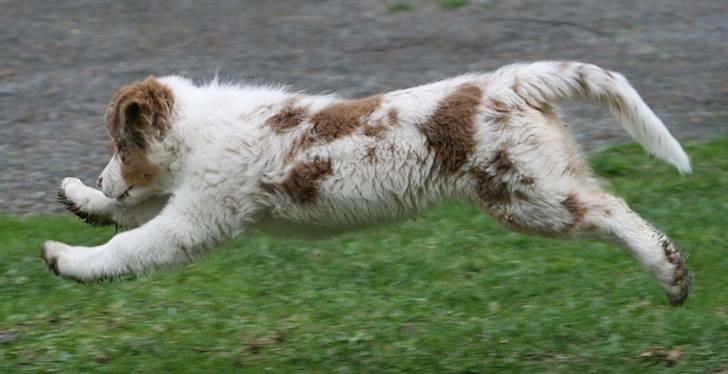 Australian shepherd Chika billede 10