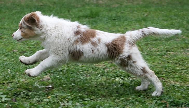 Australian shepherd Chika billede 11