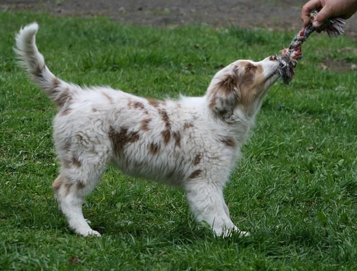 Australian shepherd Chika billede 12