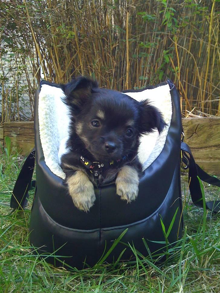 Chihuahua Gizmo - Gizmo er nu 8 uger, og er for første gang i haven billede 1