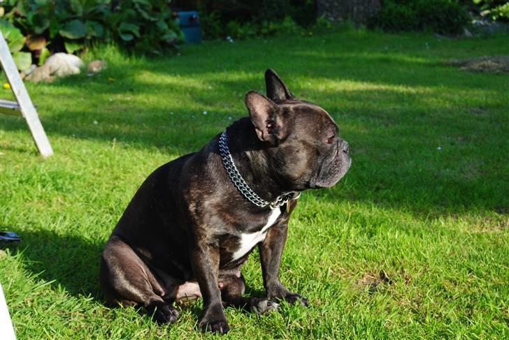 Fransk bulldog - Kira - billede 20