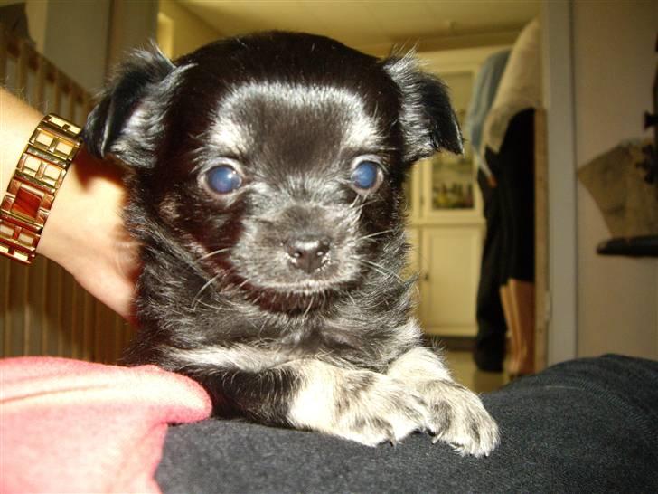 Chihuahua Gizmo - Gizmo, da han var 6 uger.  billede 2