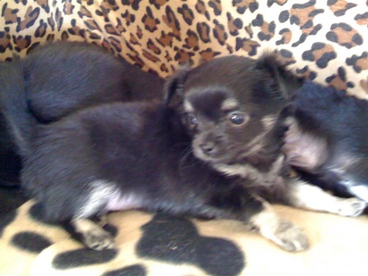 Chihuahua Gizmo - Gizmo, da han var 7 uger. Putter med sine søskende.  billede 3