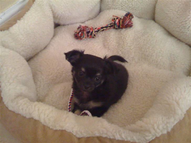 Chihuahua Gizmo - Gizmo, er nu 8 uger. Undersøger sin nye bløde seng, samt det nye legetøj :) billede 4