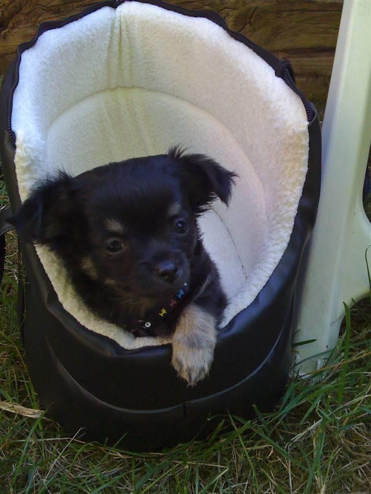 Chihuahua Gizmo - Gizmo er nu 8 uger, og er for første gang i haven billede 5