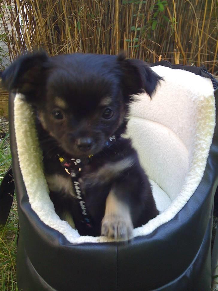 Chihuahua Gizmo - Gizmo er nu 8 uger, og er for første gang i haven billede 6