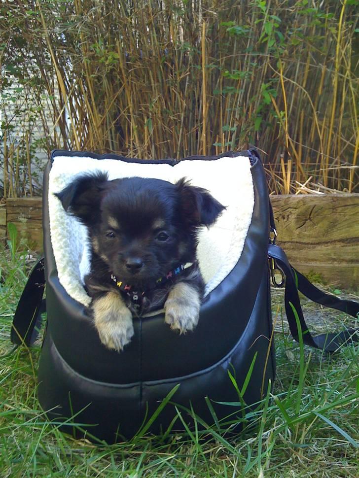 Chihuahua Gizmo - Gizmo er nu 8 uger, og er for første gang i haven billede 7