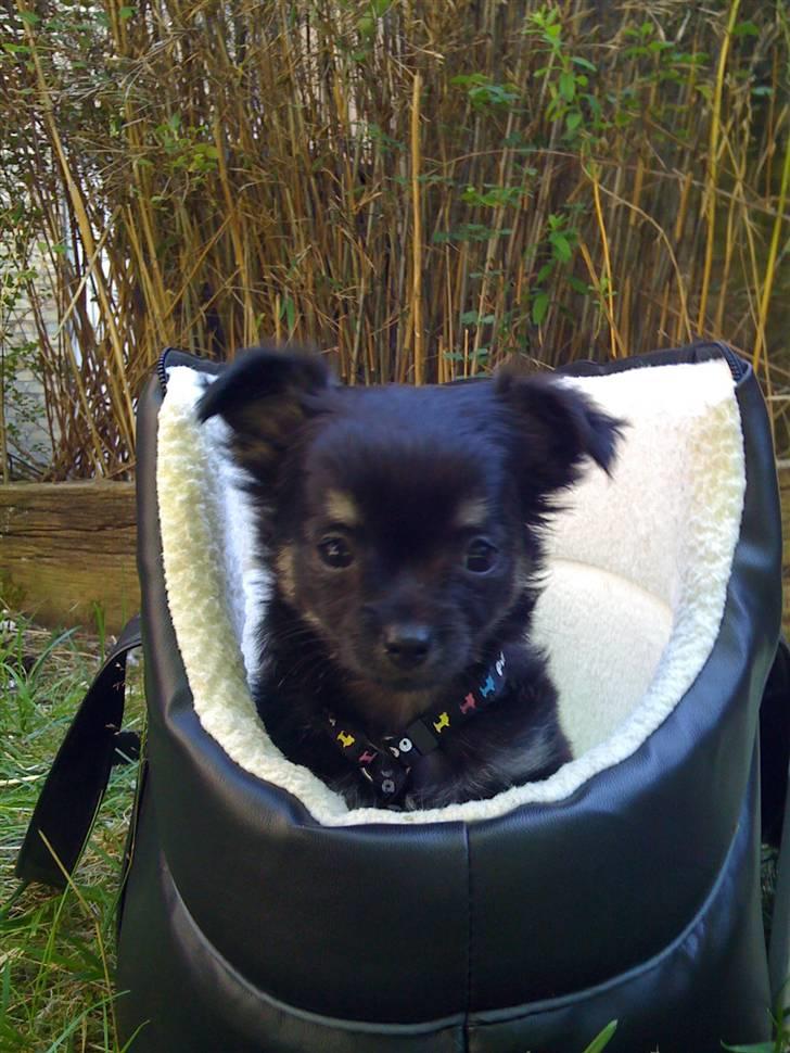 Chihuahua Gizmo - Gizmo er nu 8 uger, og er for første gang i haven billede 8