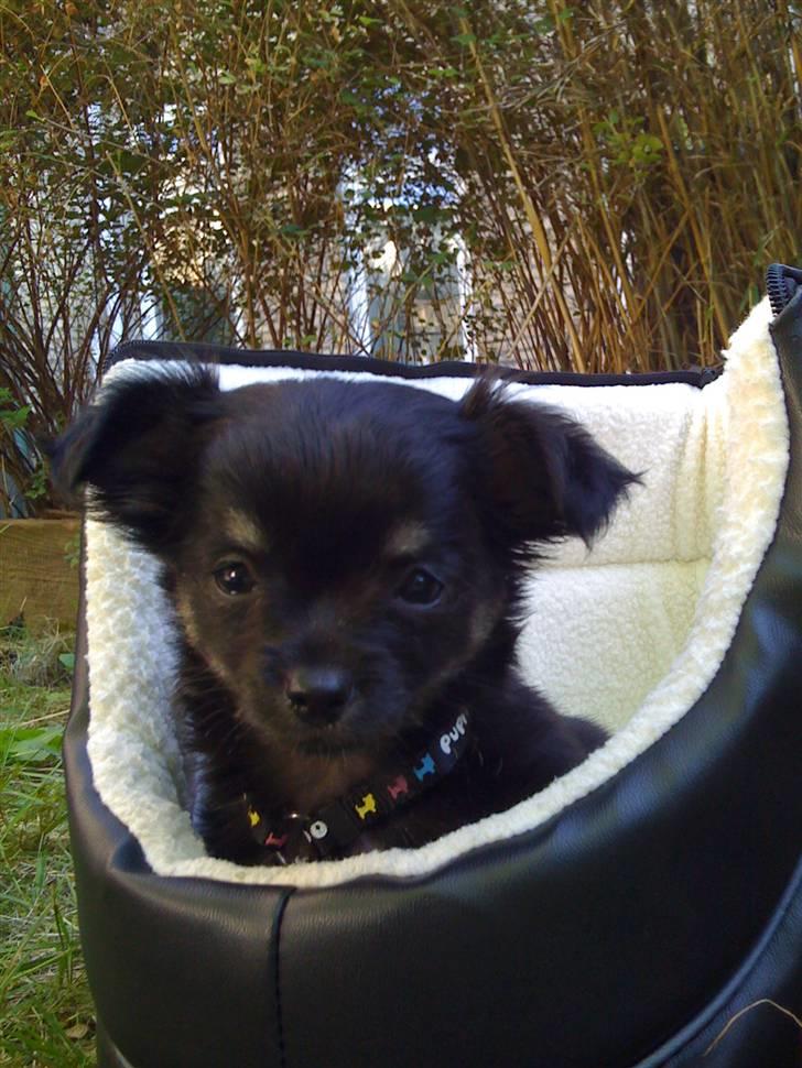 Chihuahua Gizmo - Gizmo er nu 8 uger, og er for første gang i haven billede 9