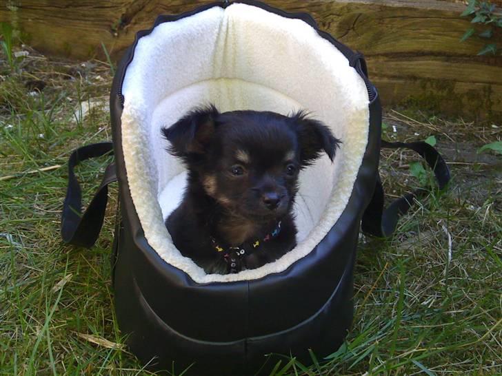 Chihuahua Gizmo - Gizmo er nu 8 uger, og er for første gang i haven. Der er nu meget dejligt i tasken :) billede 10