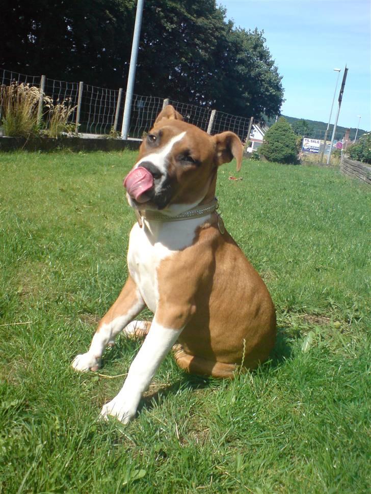 Amerikansk staffordshire terrier Proud Of Asya *Elsket og Savnet for Evigt* billede 20