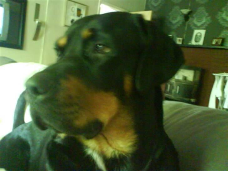Rottweiler kento billede 1