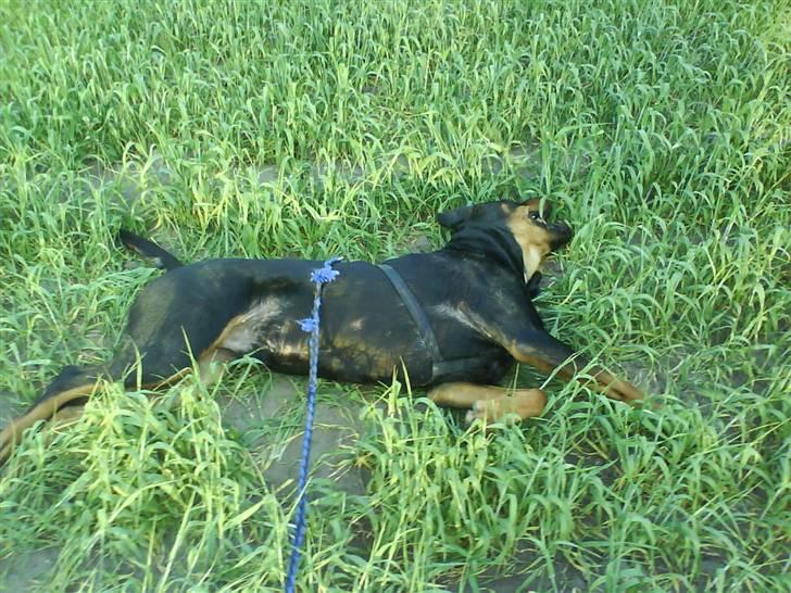 Rottweiler kento billede 3