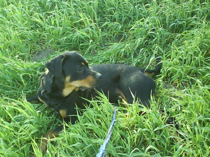 Rottweiler kento billede 4