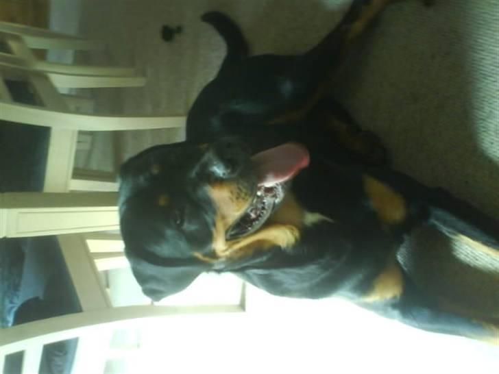 Rottweiler kento billede 5