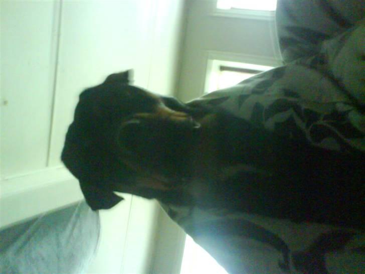 Rottweiler kento billede 6