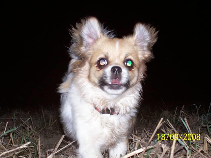 Tibetansk spaniel Sweetie (Mor til 4) - Af banen! Her kommer jeg billede 14