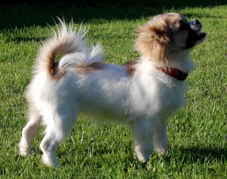 Tibetansk spaniel Sweetie (Mor til 4) billede 15