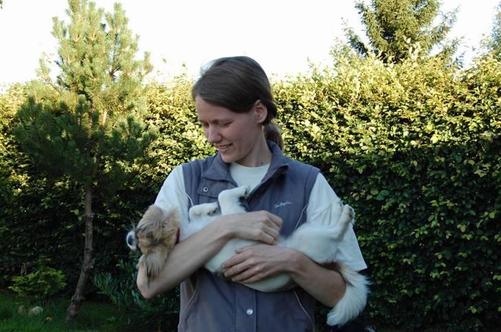 Tibetansk spaniel Sweetie (Mor til 4) billede 16