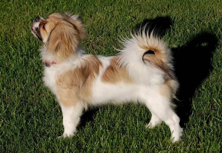 Tibetansk spaniel Sweetie (Mor til 4) billede 17