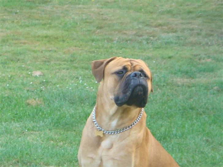 Bullmastiff Kenzo billede 2