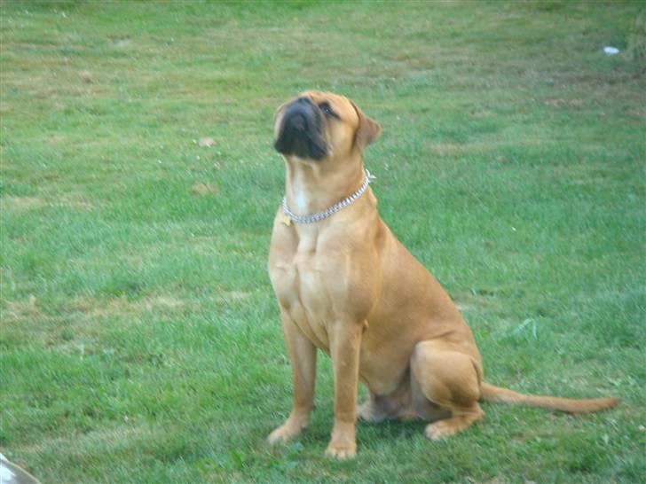 Bullmastiff Kenzo billede 3