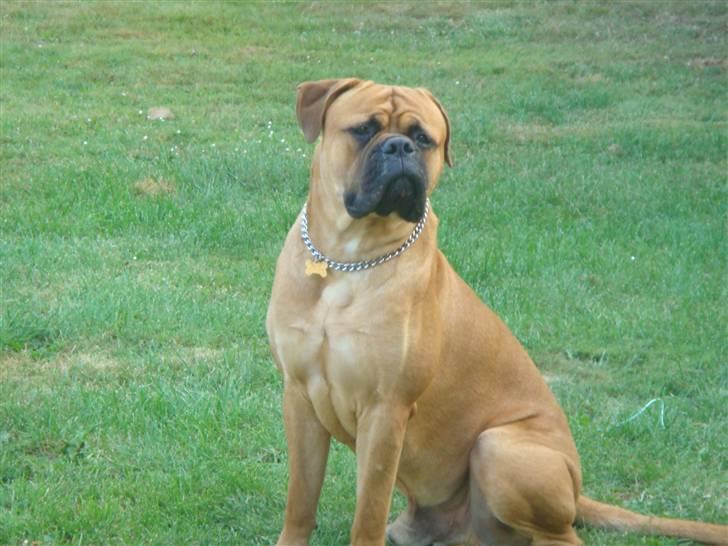Bullmastiff Kenzo billede 4