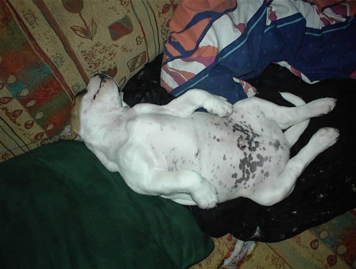 Blanding af racer SIGURD himmel hund ?? billede 9