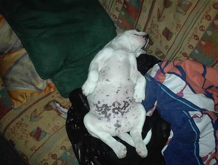 Blanding af racer SIGURD himmel hund ?? billede 10